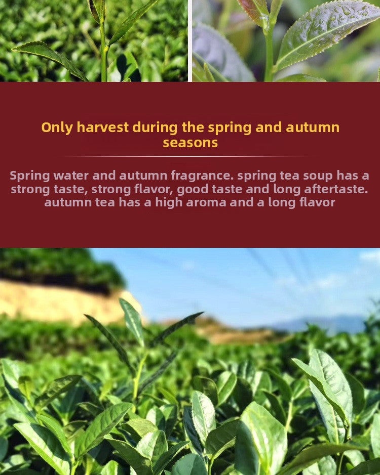 Anxi Strong Fragrance Tieguanyin Oolong Tea 500g Solid Wood Gift Box Traditional Charcoal Roasting Craft High Mountain Orchid Fragrance Seven Pours of Residual Fragrance